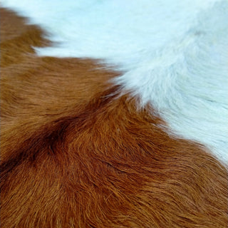 Red and White Belted Galloway Cow Hide