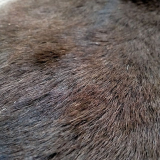 Winter Chocolate Fallow