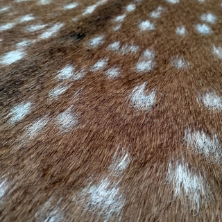 Tan Spotty Fallow