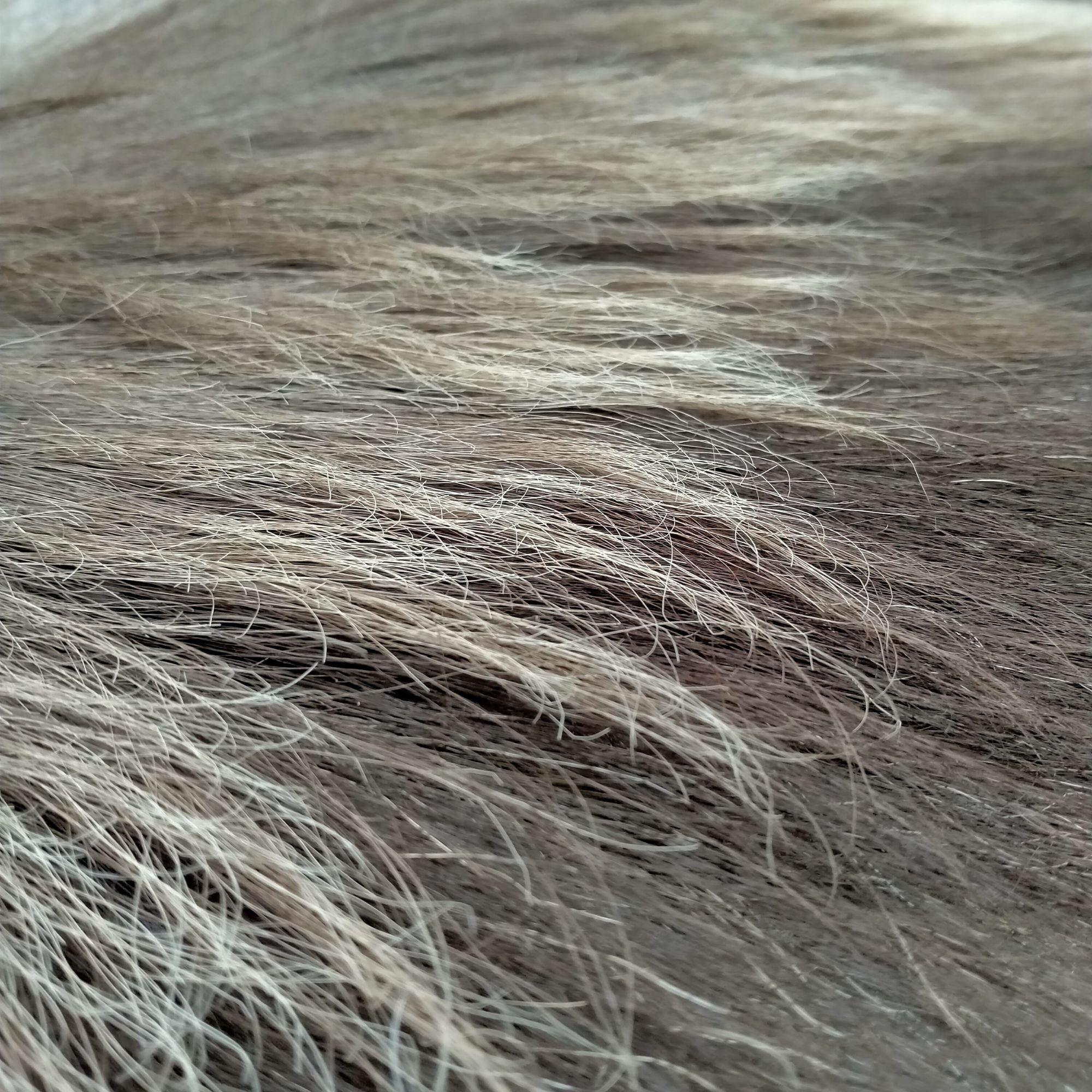 Winter Bull Tahr Skin Animal Skin Tanning Services